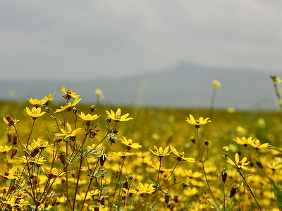 ENKUTATASH - (Ethiopian New Year, September 11th)